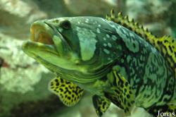 Zee Aquarium Bergen aan Zee