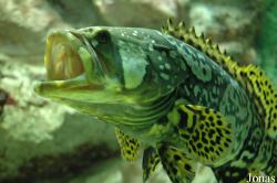 Zee Aquarium Bergen aan Zee
