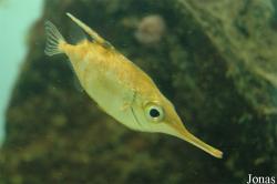 Macroramphosus scolopax