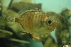 Zee Aquarium Bergen aan Zee