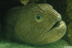 Anarhichas lupus