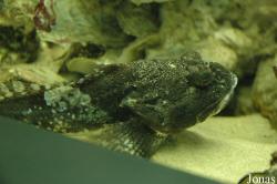 Myoxocephalus aenaeus