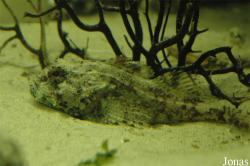 Zee Aquarium Bergen aan Zee