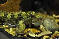 Parablennius gattorugine