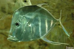 Zee Aquarium Bergen aan Zee