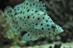 Cromileptes altivelis