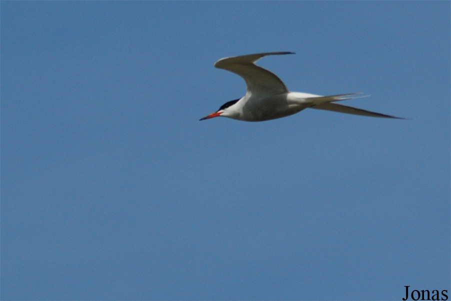 Texel