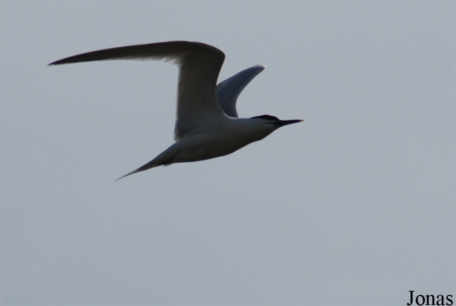 Texel