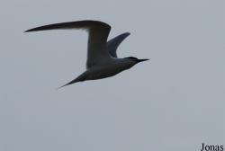 Texel