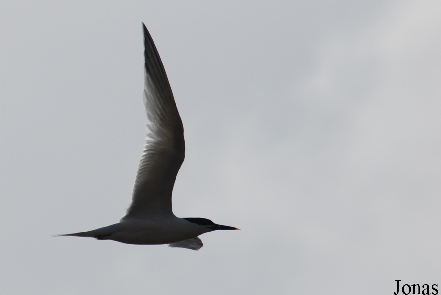 Texel