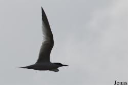 Texel