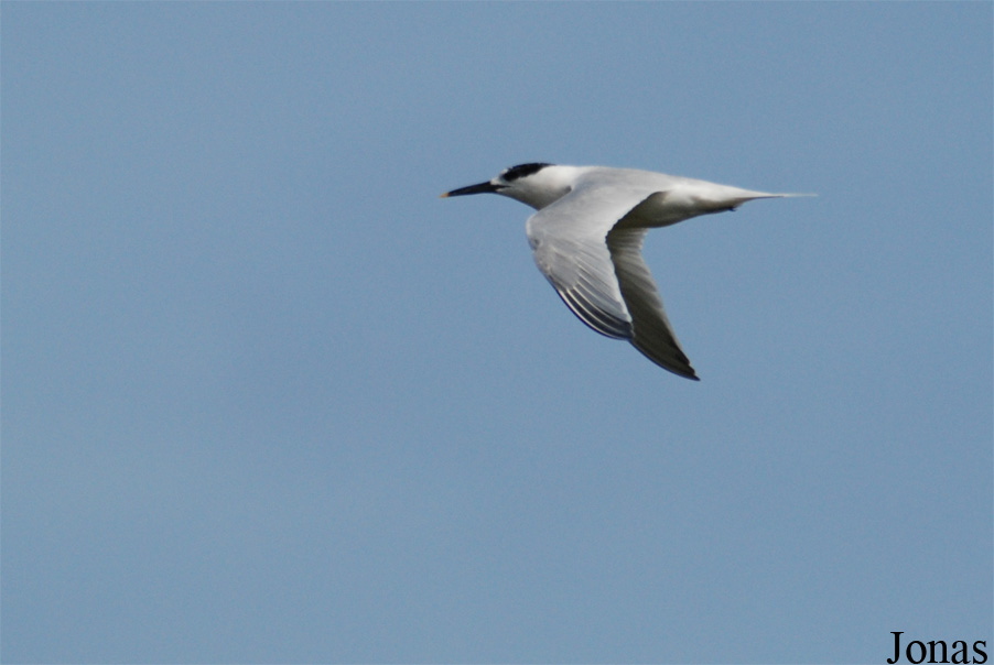 Texel