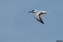 Texel
