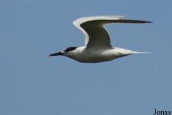 Texel