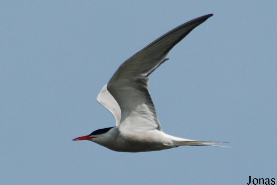 Texel