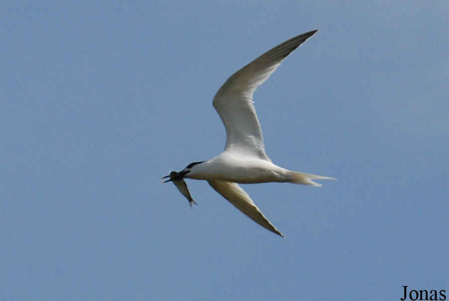 Texel
