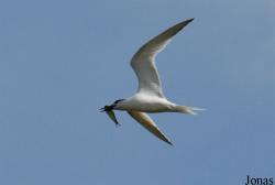 Texel