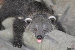 Arctictis binturong