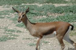 Parque de Rescate de Fauna Sahariana