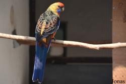 Platycercus elegans