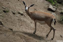 Zoologischer Garten Karlsruhe