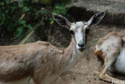 Zoologischer Garten Karlsruhe
