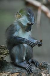 Zoologischer Garten Karlsruhe