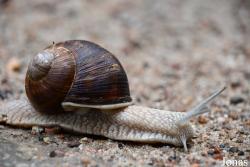 Helix pomatia