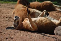 Zoo Olomouc