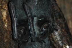 Phyllostominae