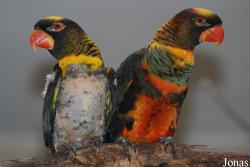 Zoo Hodonín