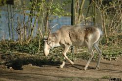 Zoo Köln