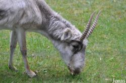 Saiga tatarica tatarica