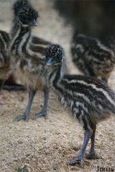 Zoologická zahrada města Brna