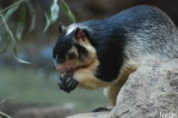 Zoologická zahrada města Brna