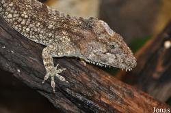 Anolis barbatus