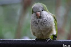 Myiopsitta monachus