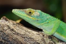 Zoo Praha