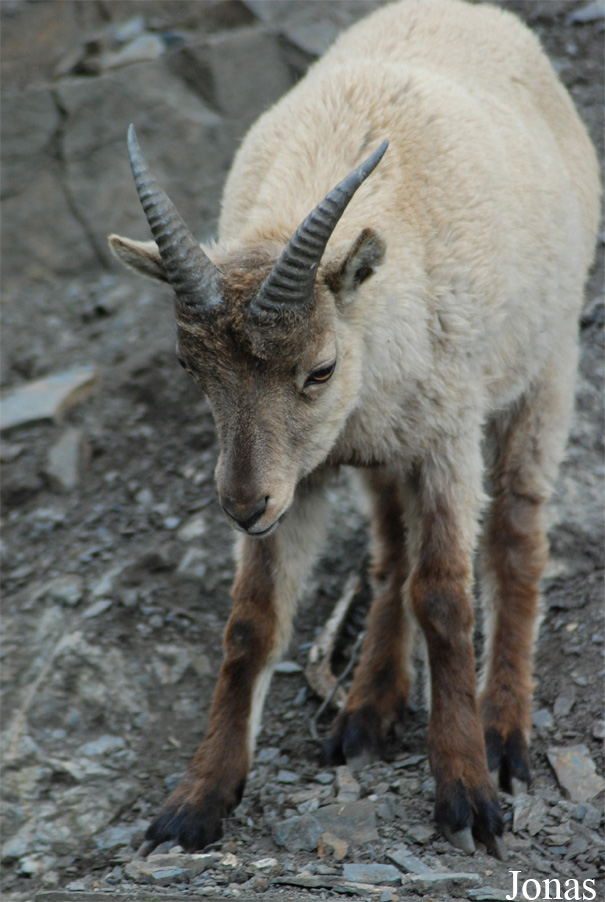 Zoo Praha