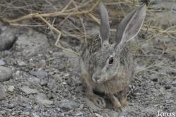 Leporidae