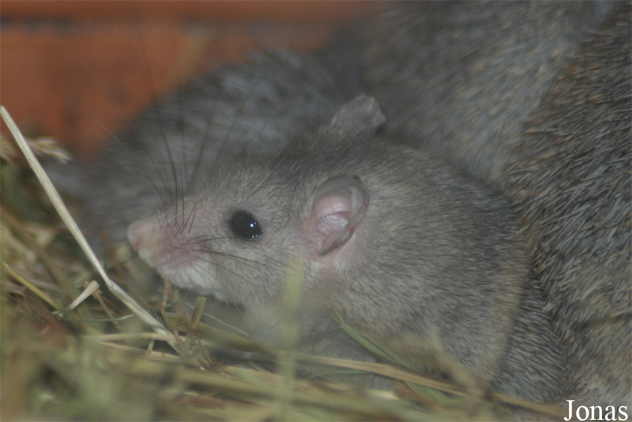 Zoologická a botanická zahrada města Plzně