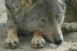 GaiaPark Kerkrade Zoo