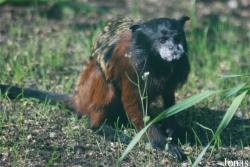 Leontocebus lagonotus
