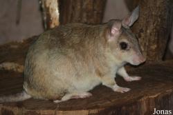Nesomyidae