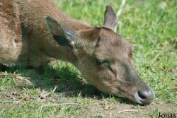 Zoologická a botanická zahrada města Plzně