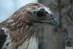 Buteo jamaicensis