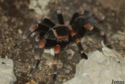 Zoologická a botanická zahrada města Plzně
