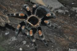 Brachypelma smithi