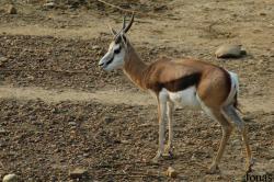 Antidorcas marsupialis