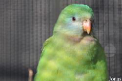 Vogelpark Avifauna